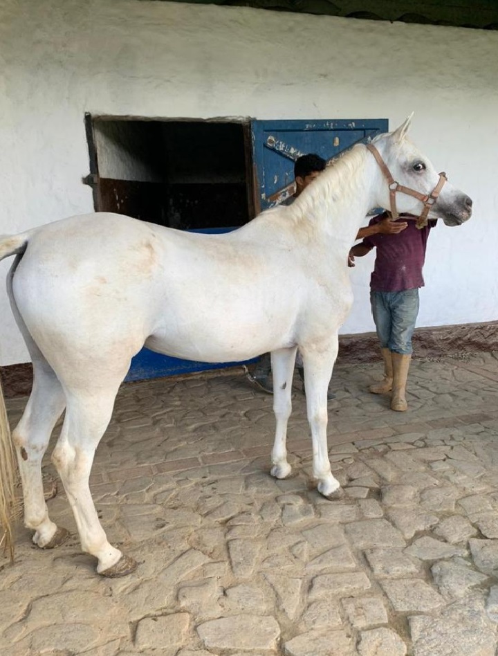 EXCELENTE FINCA CON CABALLERIZA MUY CERCA DE CARACAS